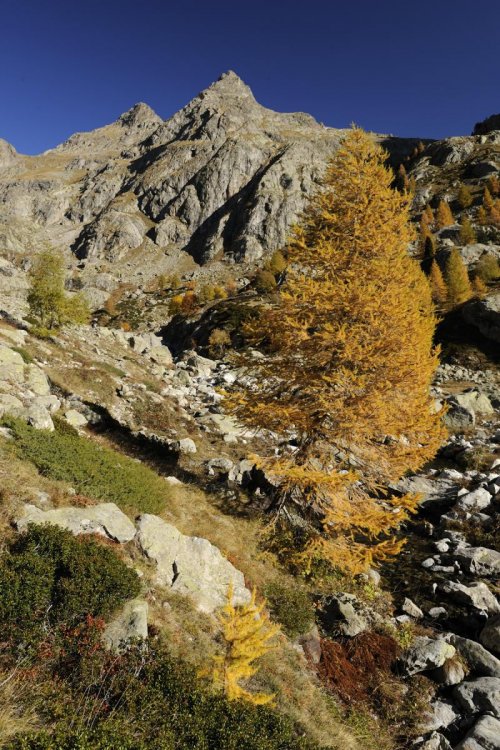 Vallée de la Gordolasque (Alpes Maritimes)(M 09-0158)