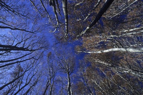 Forêt du Mont Aigoual (Cévennes, Gard)(M 5960)