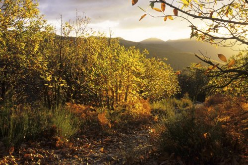 Sentier des 4000 marches (Mont Aigoual, Cévennes)(M 5980)