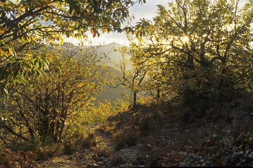 Sentier des 4000 marches (Mont Aigoual, Cévennes)(M 5984)