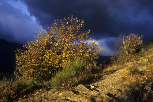 Sentier des 4000 marches (Mont Aigoual, Cévennes)(M 5987)