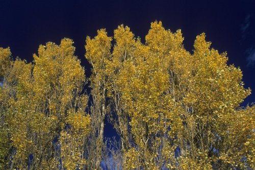 Peupliers dans la vallée du Rhône (Vaucluse)(M 6291)