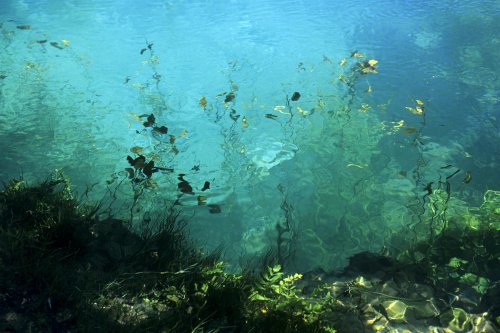 Source de la Buèges (Hérault)(M 7619)