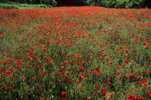 Champ de coquelicots (Montpellier)(M 7668)