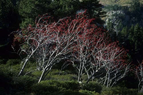 Haute Vallée de l'Aude(M 8001)