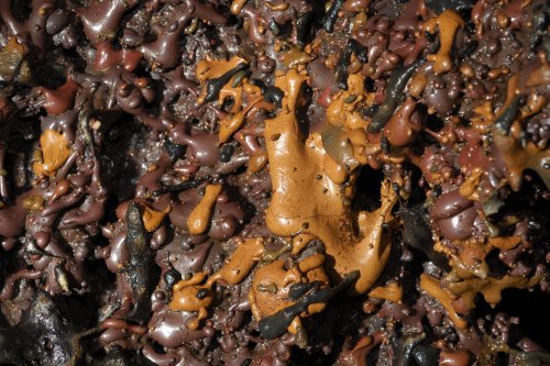 Hawaï (USA) - Tube de lave - Manu Nui - Eclaboussures de laves colorées sur une paroi (détail)(sp-08-0266)