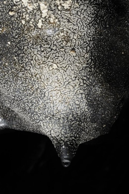 Hawaï (USA) - Tube de lave - Kazamura Cave - Petite stalactite de lave avec goutte(sp-08-0450)