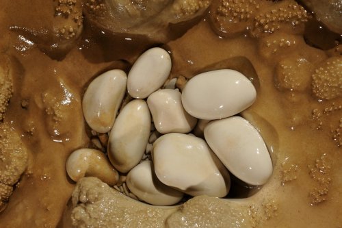 Perles des cavernes(SP-08-0938)