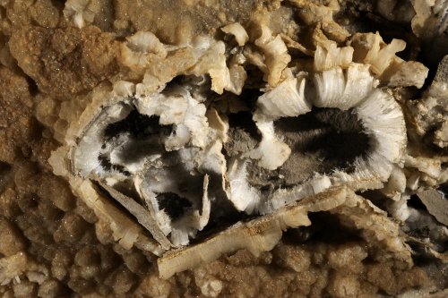 Mammoth Cave (Kentucky) - Fleur de gypse(SPE 09-0220)