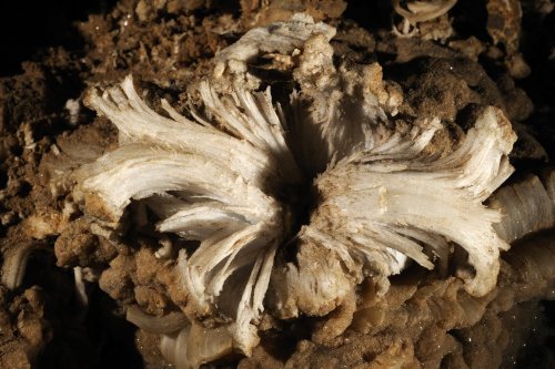 Mammoth Cave (Kentucky) - Fleur de gypse(SPE 09-0227)