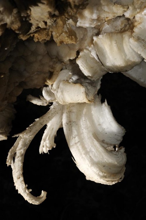 Mammoth Cave (Kentucky) - Crosses de gypse dans Turner Avenue(SPE 09-0237)