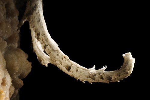 Mammoth Cave (Kentucky) - Détail de crosse de gypse(SPE 09-0240)