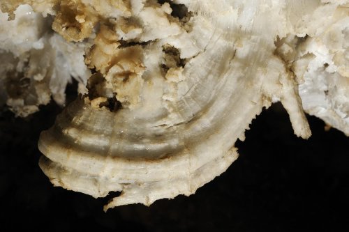 Mammoth Cave (Kentucky) - Détail de crosse de gypse(SPE 09-0262)