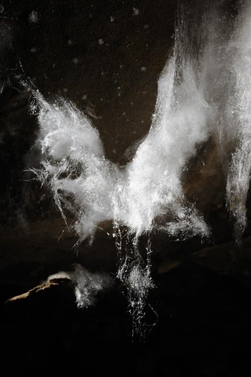 Mammoth Cave (Kentucky) - Filaments de gypse(SPE 09-0272)