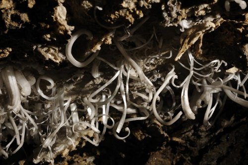 Mammoth Cave (Kentucky) - Crosses de gypse dans Turner Avenue(SPE 09-0307)