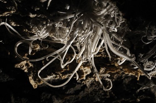 Mammoth Cave (Kentucky) - Crosses de gypse dans Turner Avenue(SPE 09-0313)