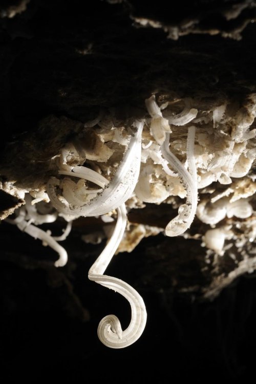 Mammoth Cave (Kentucky) - Crosses de gypse dans Turner Avenue(SPE 09-0315)