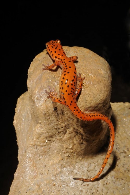Blue Spring Cave (Tennessee)-  Salamandre orange sur stalagmite(SPE 09-0463)