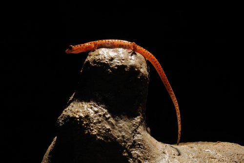 Blue Spring Cave (Tennessee)-  Salamandre orange sur stalagmite(SPE 09-0468)