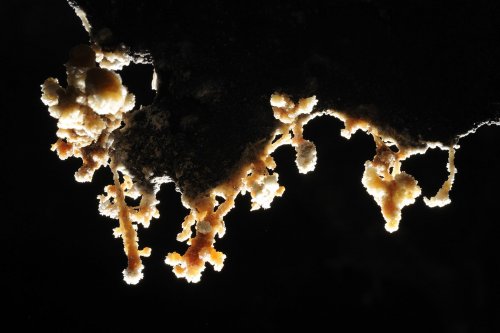 Big island (HawaÏ). Concrétions dans système de Kula Kaï.(SPE 10-0271)