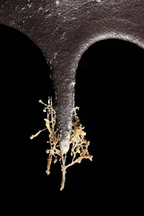 Big Island (Hawaï). Concrétion dans système de Kula Kaï.(SPE 10-0273)