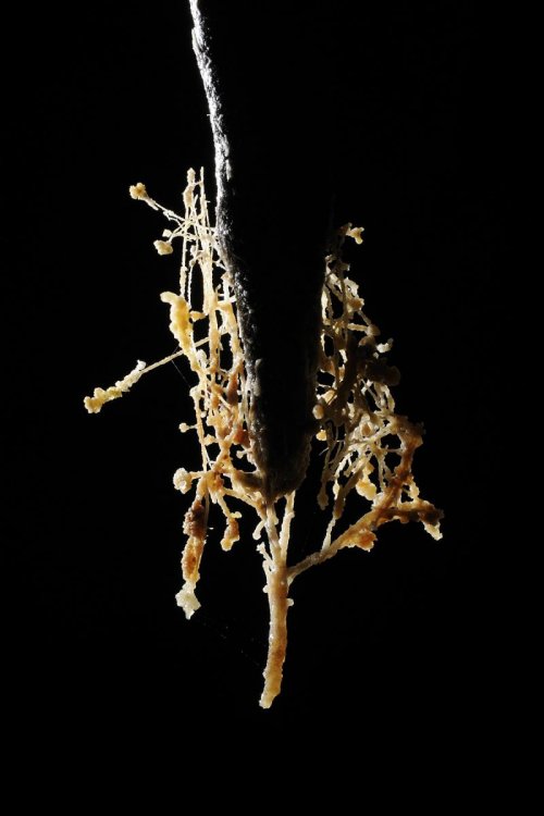 Big island (Hawaï). Concrétion dans système de Kula Kaï.(SPE 10-0277)