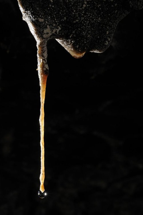 Big Island (Hawaï). Concrétion dans le système Kula Kaï.(SPE 10-0290)