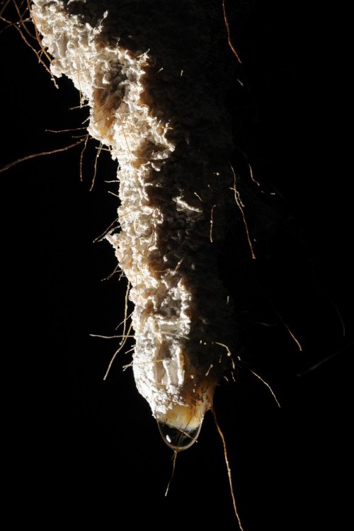 Big island (Hawaï). Concrétion dans système de Kuka Kaï.(SPE 10-0294)