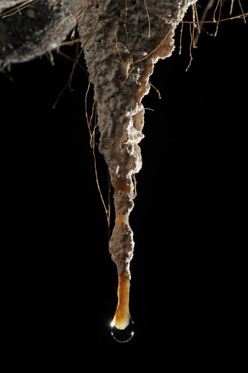 Big Island (Hawaï). Concrétion avec racines dans système de Kula Kaï.(SPE 10-0310)