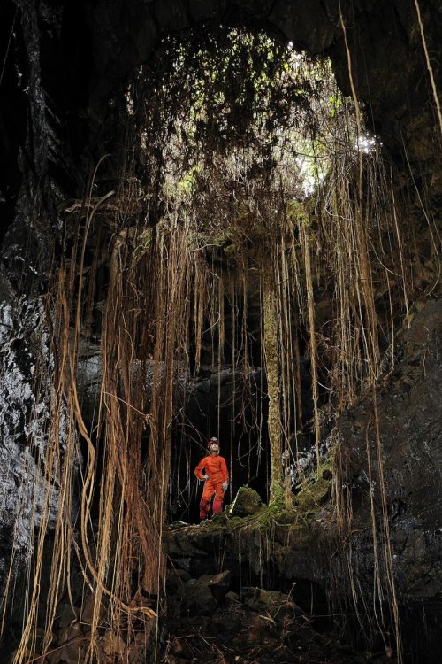 Big Island (Hawaï).  Ouverture envahie de racines dans Kazamura Cave.(SPE 10-0344)