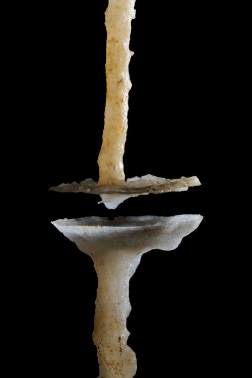 Grotte du TM 71 - Fistuleuse coupée avec deux coupelles  (SP 10-0794)