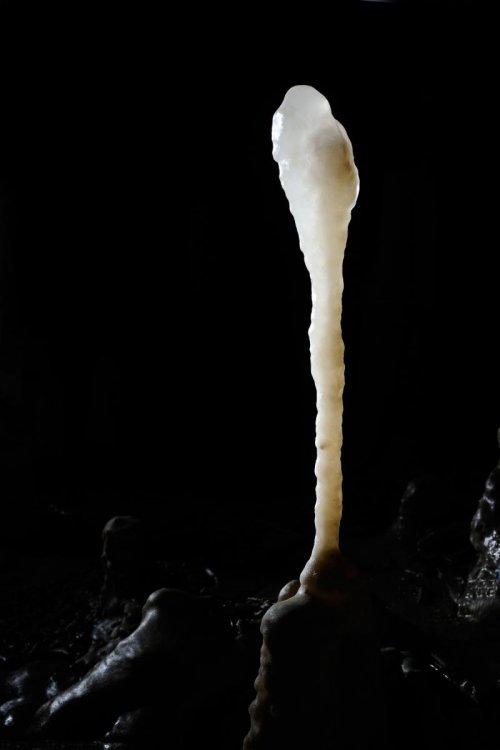 Grotte du TM 71 - Stalagmite développée sur une fistuleuse cassée(SP 10-0826)