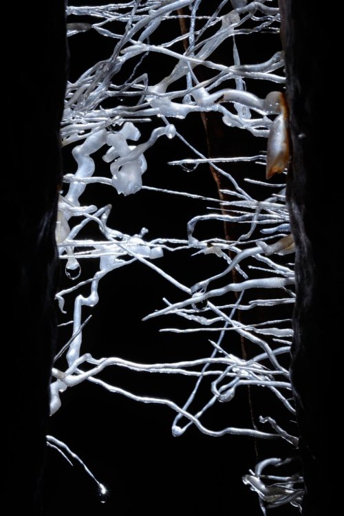 Cueva de Santo Tomas - Expédition Cuba 2012 - Team La Salle. Détail de fines concrétions entre deux stalactites.(SP-12-0266)