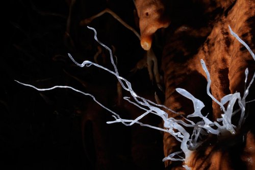 Cueva de Santo Tomas Expédition Cuba 2012 - Team La Salle. Groupe de fines concrétions.(SP-12-0274)