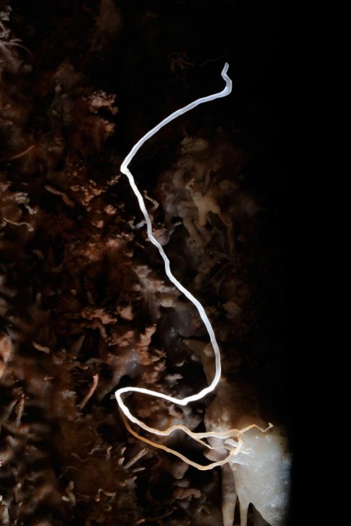 Cueva de Santo TomasExpédition Cuba 2012 - Team La Salle(SP-12-0282)