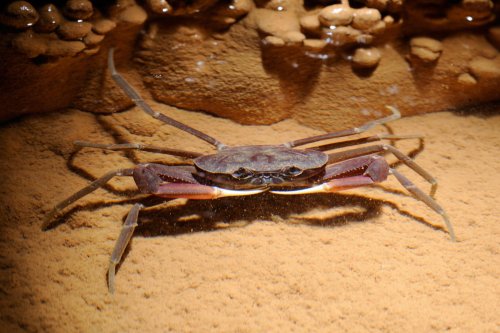 Cueva de Santo Tomas Expédition Cuba 2012 - Team La Salle. Crabe cavernicole(SP-12-0298)