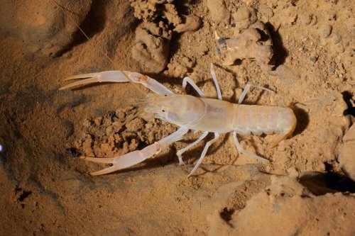 Cueva de Santo Tomas Expédition Cuba 2012 - Team La Salle. Crevette cavernicole(SP-12-0319)