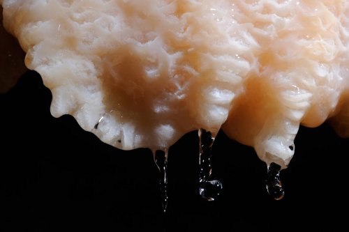 Vass Imre Barlang (Hongrie) - Gouttes au bout de petites draperies de calcite(SP-12-0668)