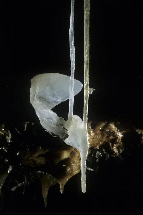 Excentrique de calcite au bout de deux fistuleuses(spe-04557)