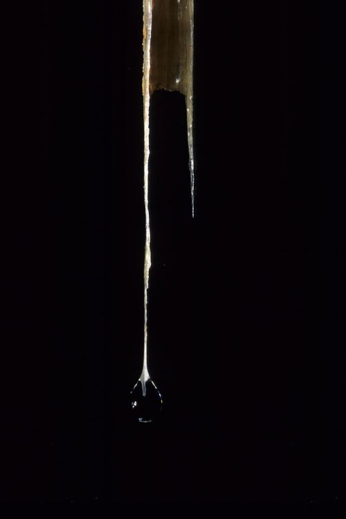 Fistuleuse corrodée (spe-07314)