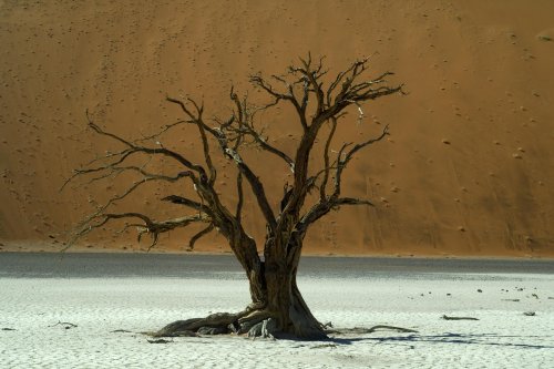 Désert du Namib. Acacia mort sur un pan(V 2005-0296)