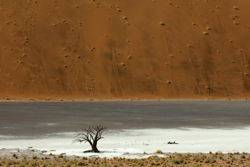 Désert du Namib. Acacia mort sur un pan(V 2005-0300)