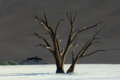 Désert du Namib. Acacia mort sur le pan de Deadvlei(V 2005-0549)