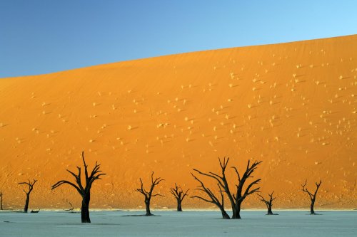 Désert du Namib. Pan de Deadvlei au coucher du soleil(V 2005-0563)