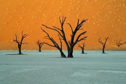 Désert du Namib. Pan de Deadvlei au coucher du soleil (V 2005-0574)