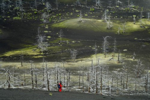 Russie. Kamtchatka. Arbres calcinés sur les pentes du New Tolbachik.(V 2006-0808)