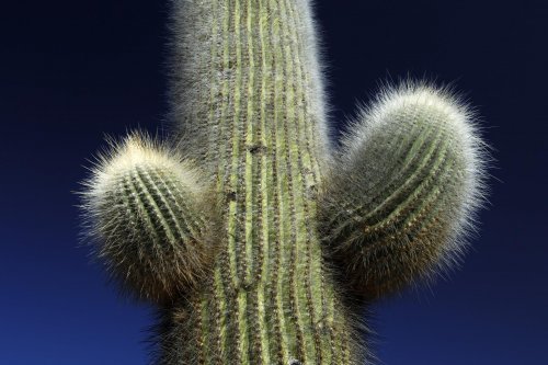 Argentine. Région de Jujuy. Cactus.(v 2007-0875)