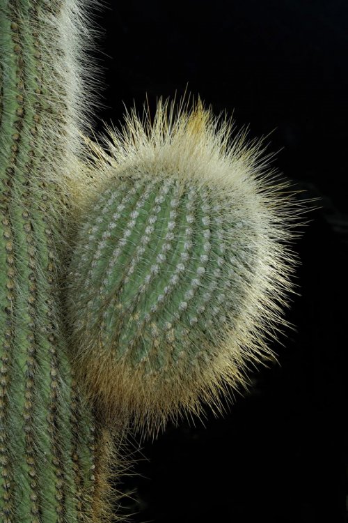 Argentine. Région de Jujuy. Cactus.(V 2007-0888)