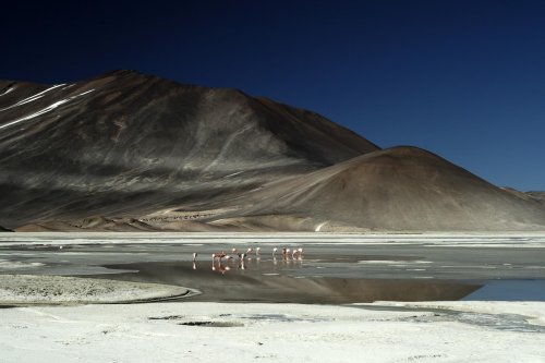 Chili. Altiplano. Laguna de Aguas Calientes sur la route du Paso Sico.(V 2007-1187)