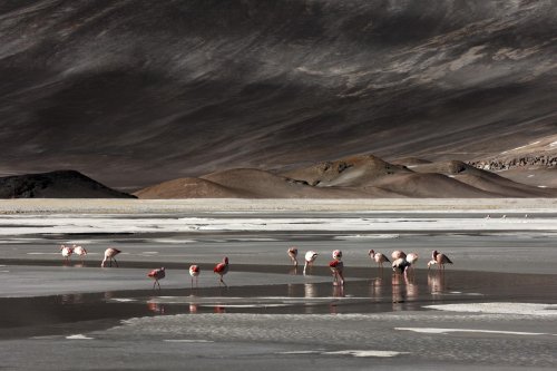 Chili. Altiplano. Flamands roses sur la Laguna de Aguas Calientes sur la route du Paso Sico.(V 2007-1192b)